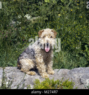 Lakeland Welpen, Unbeschnittenen, sitzen auf einer Mauer Stockfoto