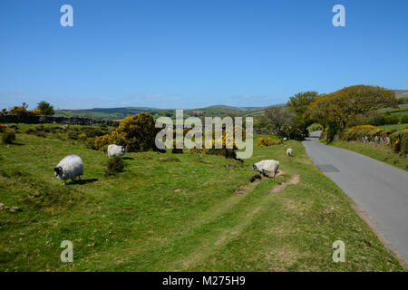 Hübsche Aussicht auf Schafe auf Moorland in Dartmoor Nationalpark in Devon, im Südwesten von Großbritannien an einem sonnigen Tag mit blauen Himmel Stockfoto