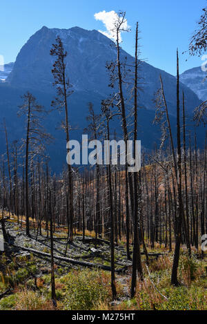 Vertikale Ansicht von verheerenden Schaden an geschwärzt verkohlte Bäume und Unterholz im Glacier National Park, Montana, USA Stockfoto