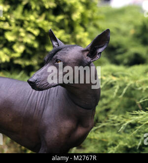 Ch moctezuma, Mexican Hairless zurück Stockfoto