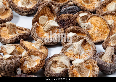 Shiitake-Pilze (Lentinula Edodes) Stockfoto