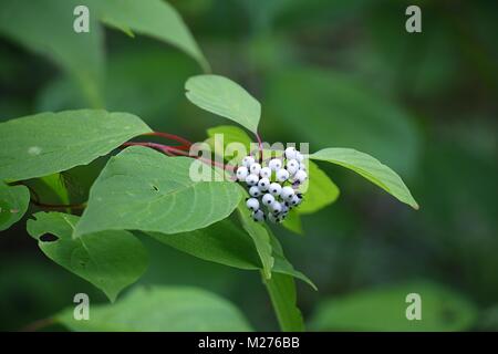 Sibirische Hartriegel, Cornus alba Stockfoto