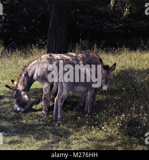 Esel mit Fohlen in den Schatten eines Baumes Stockfoto