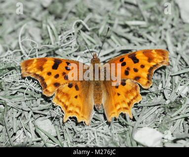 Satyr Polygonia satyrus (Komma) auf Waldboden thront. Stockfoto