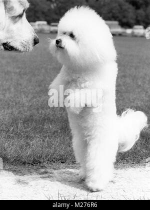 Bichon Frise und pyrenean Mountain dog Stockfoto