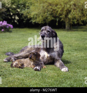 Champion Irish Wolfhound und Champion miniatur Kabel behaartes Dackel Stockfoto