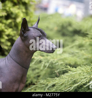 Ch moctezuma, alert Mexican Hairless Stockfoto