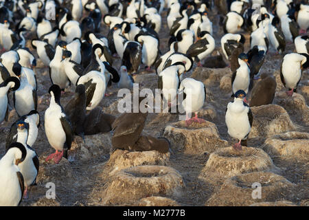 Kolonie von Imperial Shag (Phalacrocorax albiventer atriceps) mit Küken auf der trostlosen Insel auf den Falklandinseln Stockfoto