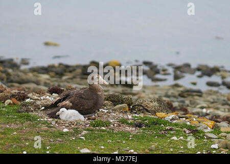 Southern Giant Petrel (Macronectes giganteus) mit ihren Küken an der Küste der trostlosen Insel in der Falkland Inseln. Stockfoto