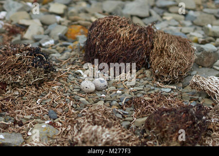 Nest und Eiern der Schwärzliche Austernfischer (Haematopus ater) auf einen Kiesstrand auf der trostlosen Insel in der Falkland Inseln. Stockfoto