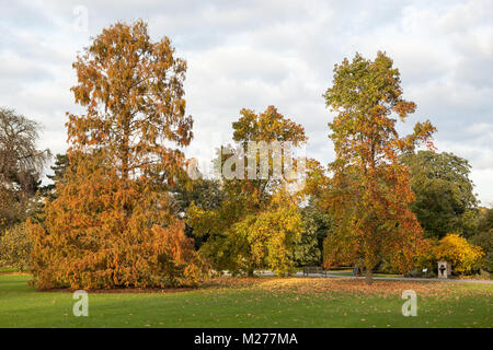 Große herbstliche Bäume in den Kew Gardens, London, UK. Stockfoto