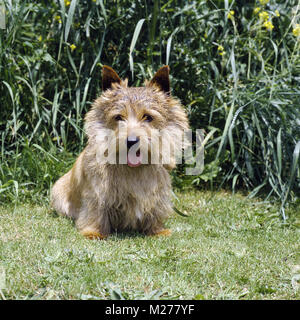 Chidley Love'em und lassen Sie 'em, Norwich Terrier aus den USA sitzen auf Gras in England Stockfoto