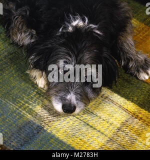 Kreuz Hund gezüchtet, Border Collie x Bearded Collie und schaut hoffnungsvoll Stockfoto