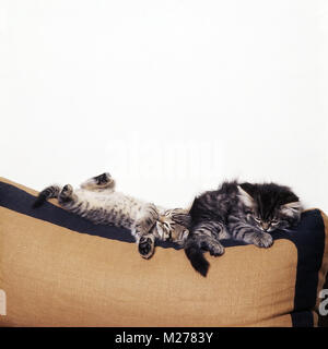 Zwei braun Tabby Kitten, kurze und lange Haare schlafend auf einem Kissen. Stockfoto