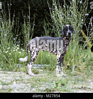 Brillante elimar Cs, Peruanischer Nackthund, Perro sin Pelo del Peru, unter den Blumen an Kamera suchen Stockfoto