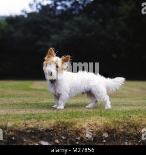 Ausgedockt grobe beschichtet Jack Russell Terrier auf kurzen Gras Stockfoto