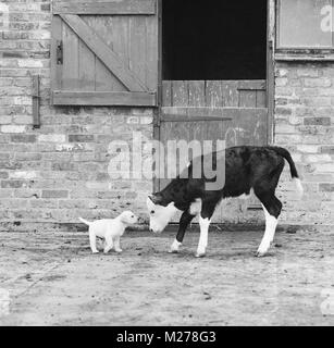 Kalb, ein Labrador Welpe Stockfoto