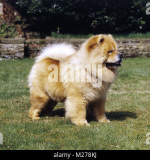 Ukwong König Soloman, Hund Welt' top CC Gewinner" 3., Rasse cc Rekordhalter, chow top-winning Hund - Rassen in England für zwei Jahre. Stockfoto