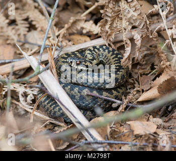 Neu entstandenen männlichen Kreuzotter Vipera berus im Frühjahr Aalen in schwache Sonnenlicht an einem South Yorkshire Heide. Stockfoto