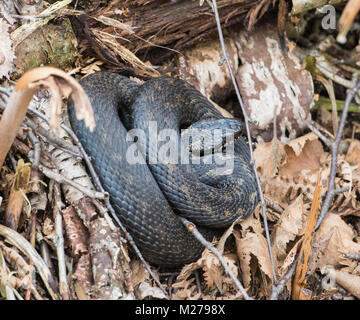 Neu entstandenen männlichen Kreuzotter Vipera berus im Frühjahr Aalen in schwache Sonnenlicht an einem South Yorkshire Heide. Stockfoto