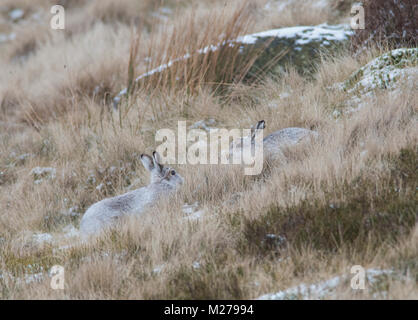 Zwei Schneehasen Lepus timidus in ihren weißen Winter Mantel im Winter mit einem verschneiten Hintergrund auf die Hochmoore des Derbyshire Peak District. Stockfoto