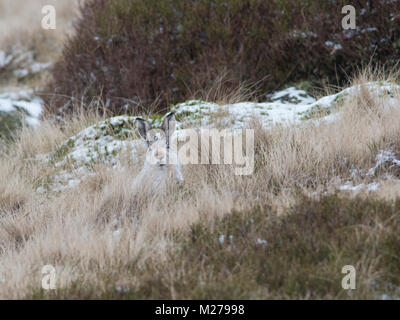 Schneehase Lepus timidus in ihren weißen Winter Mantel im Winter mit einem verschneiten Hintergrund auf die Hochmoore des Derbyshire Peak District. Stockfoto