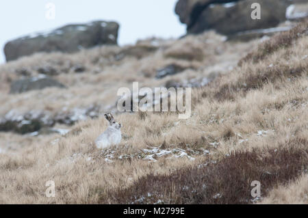 Schneehase Lepus timidus in ihren weißen Winter Mantel im Winter mit einem verschneiten Hintergrund auf die Hochmoore des Derbyshire Peak District. Stockfoto