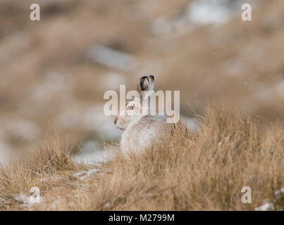 Schneehase Lepus timidus in ihren weißen Winter Mantel im Winter mit einem verschneiten Hintergrund auf die Hochmoore des Derbyshire Peak District. Stockfoto