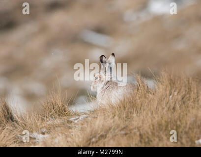 Schneehase Lepus timidus in ihren weißen Winter Mantel im Winter mit einem verschneiten Hintergrund auf die Hochmoore des Derbyshire Peak District. Stockfoto