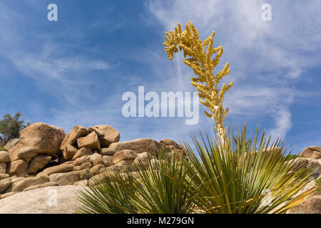 Blühender Yucca Pflanze in Joshua Tree National Park, Kalifornien Stockfoto