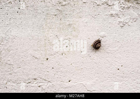 Weiße Wand mit einer kleinen Schnecke kriecht auf, Hintergrund Stockfoto