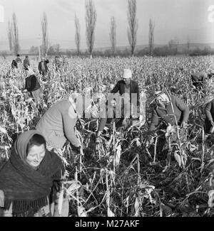 Staatliche landwirtschaftliche Genossenschaft im kommunistischen Rumänien, in den 1970er Jahren. Die Gruppe der Bauern erntet auf dem Feld manuell Mais. Stockfoto