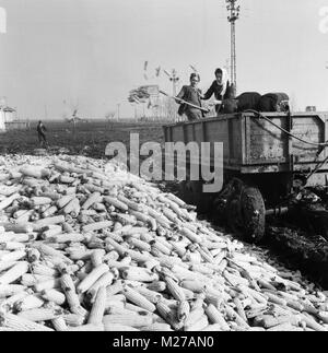 Staatliche landwirtschaftliche Genossenschaft im kommunistischen Rumänien in den 1970er Jahren Bauern, die den Lkw mit Mais abladen. Stockfoto