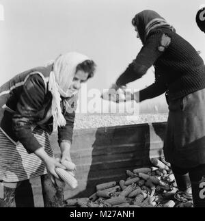 Staatliche landwirtschaftliche Genossenschaft im kommunistischen Rumänien, in den 1970er Jahren. Bauern entladen LKW von Mais. Stockfoto