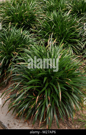 Liriope muscari Stockfoto