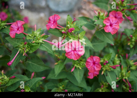 Mirabilis jalapa Stockfoto