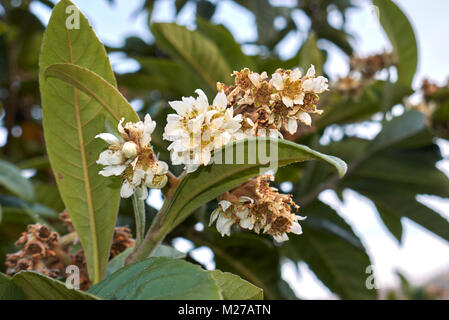 Eriobotrya japonica Stockfoto