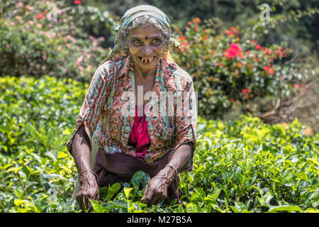 Kaffee pluckers, Ramboda Falls, Ramboda, Sri Lanka, Asien Stockfoto