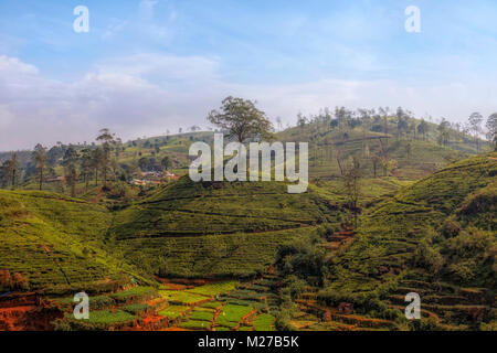 Kaffee Hügeln in der Nähe von Nuwara Eliya, Sri Lanka, Asien Stockfoto