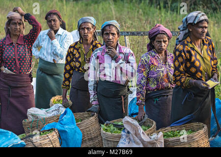 Kaffee pluckers, Nuwara Eliya, Sri Lanka, Asien Stockfoto