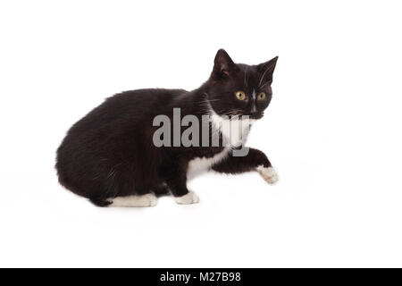 Schwarze Katze - isolatedlack > kleines Kätzchen - Weißer Hintergrund Stockfoto