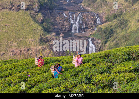 St Clair fällt, Kaffee pluckers, Nuwara Eliya, Sri Lanka, Asien Stockfoto