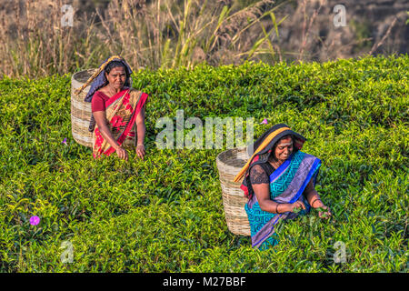 St Clair fällt, Kaffee pluckers, Nuwara Eliya, Sri Lanka, Asien Stockfoto