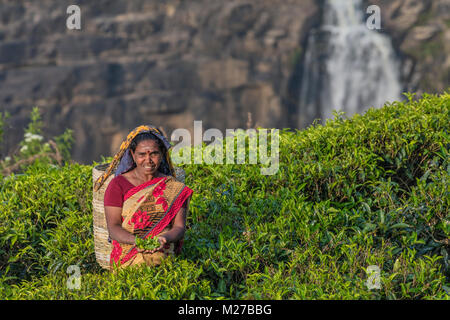 St Clair fällt, Kaffee pluckers, Nuwara Eliya, Sri Lanka, Asien Stockfoto