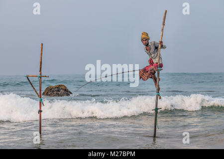 Stelze Fischer, Ahangama, Mirissa, Sri Lanka, Asien Stockfoto