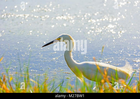 White Heron zu Fuß im Wasser zwischen der Vegetation der Lagune Rodrigo de Freitas in Rio de Janeiro im Laufe des Nachmittags Stockfoto