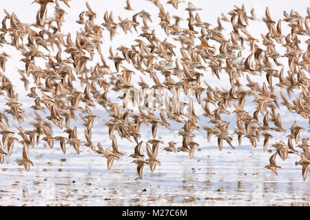 Schwärme von westlicher Strandläufer Nummerierung in die Tausende konvergieren auf Hartney Bucht während der Frühling Migration in Südostalaska. Stockfoto