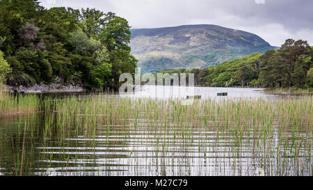 Rudern Boote auf dem See mit Schilf und Berge, County Kerry, Irland Stockfoto