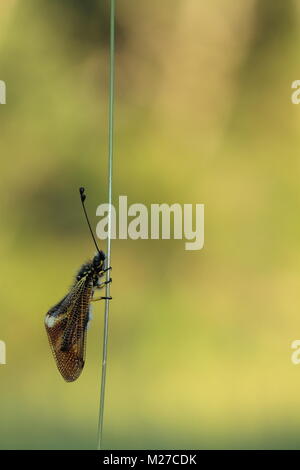 Libelloides coccajus genommen, Leon (Spanien) Stockfoto