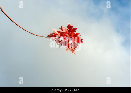 Rote Ahornblätter auf einzelnen Zweig Stockfoto